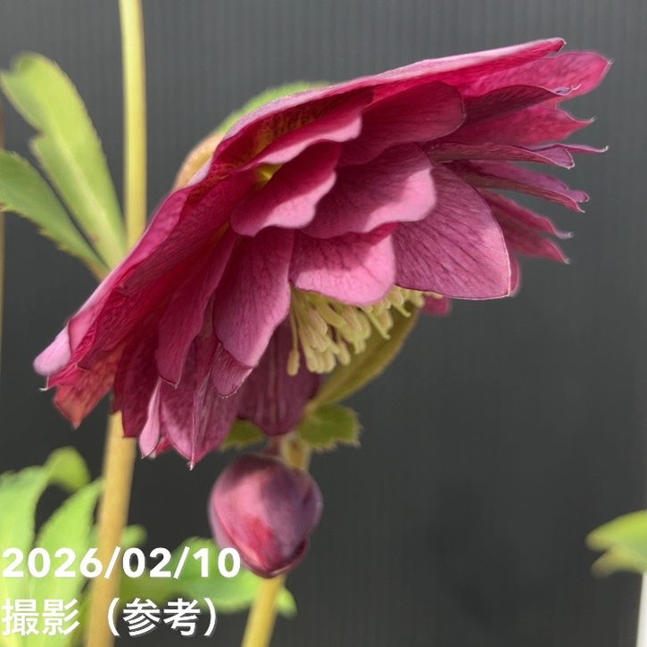 クリスマスローズ　グリーンオーレア　赤軸　開花途中　６寸 一点物】広瀬園芸 クリスマスローズ 4.5号（HR16）｜山野04-PA | 草花