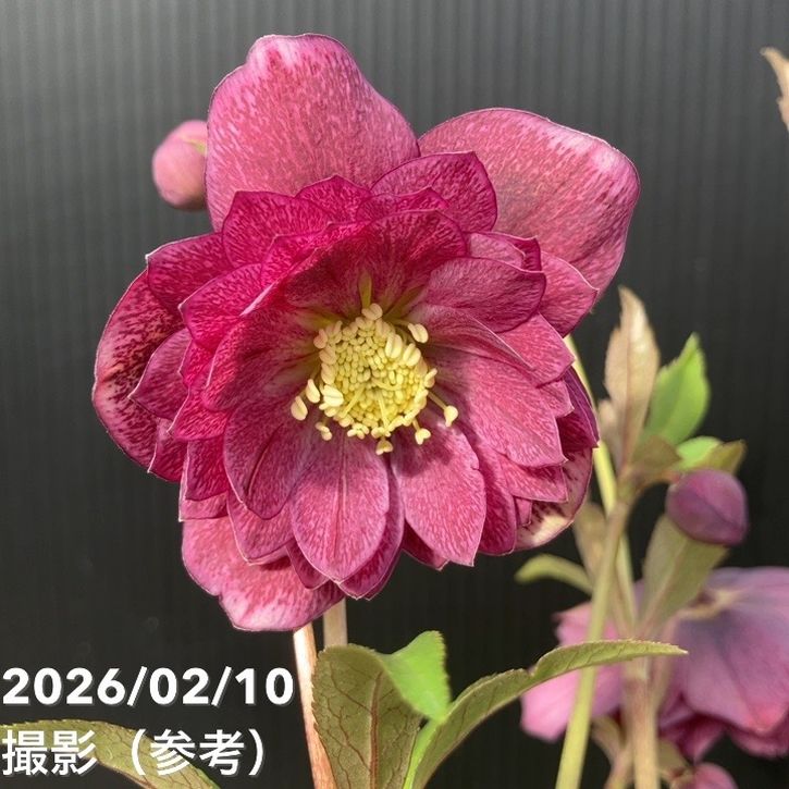 一点物】広瀬園芸 クリスマスローズ 4.5号（HR16）｜山野04-PA | 草花