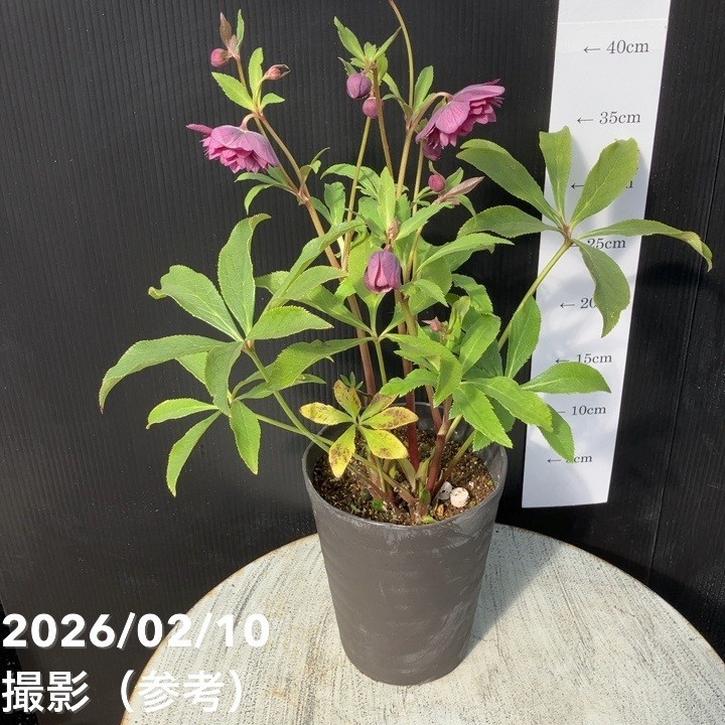 一点物】広瀬園芸 クリスマスローズ 4.5号（HR16）｜山野04-PA | 草花