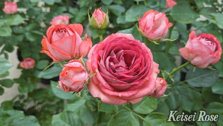 バラ大苗 ストロベリー ミスト 7号 京成バラ園芸｜花木04-PA | 花木