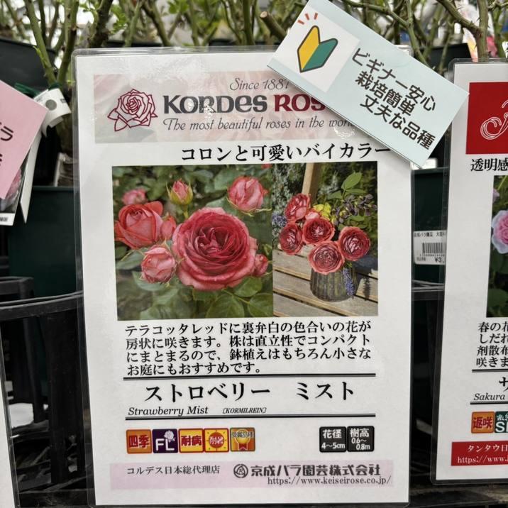 バラ大苗 ストロベリー ミスト 7号 京成バラ園芸｜花木04-PA | 花木