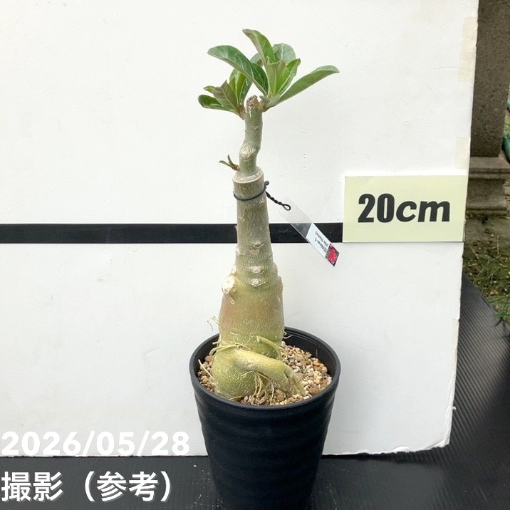 アデニウム オベスム 4号 New-1（15）｜観葉01-D1 | 観葉・多肉