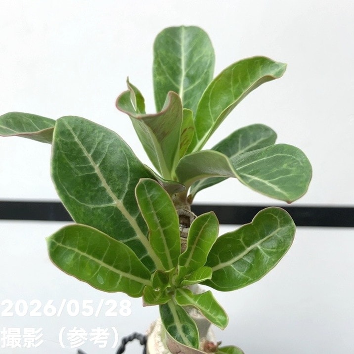 アデニウム オベスム 4号 New-1（15）｜観葉01-D1 | 観葉・多肉