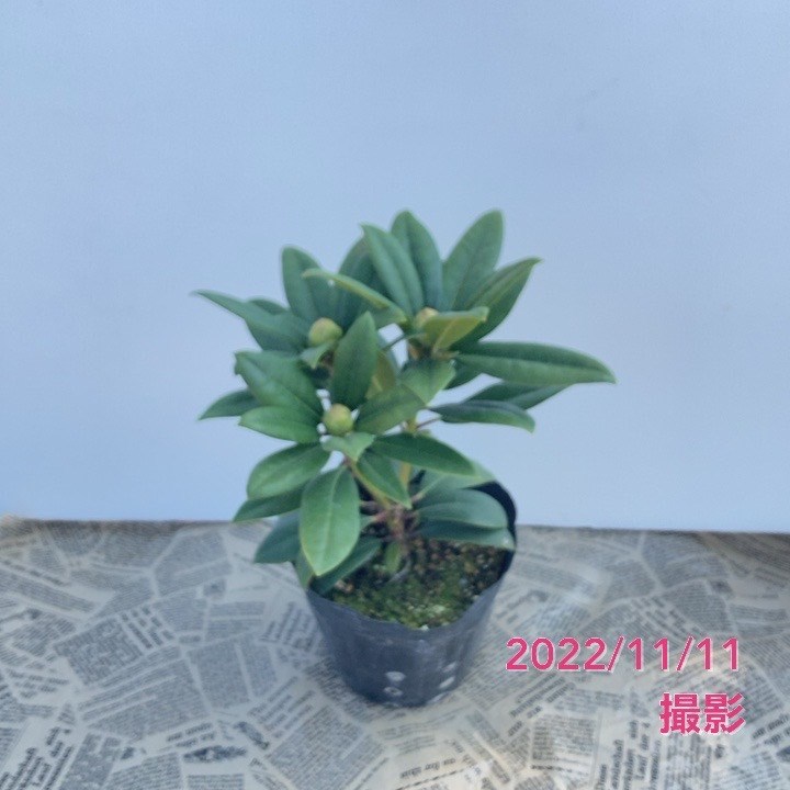 シャクナゲ スーパーローディー 5号 サクラシフォン|花木01-D1