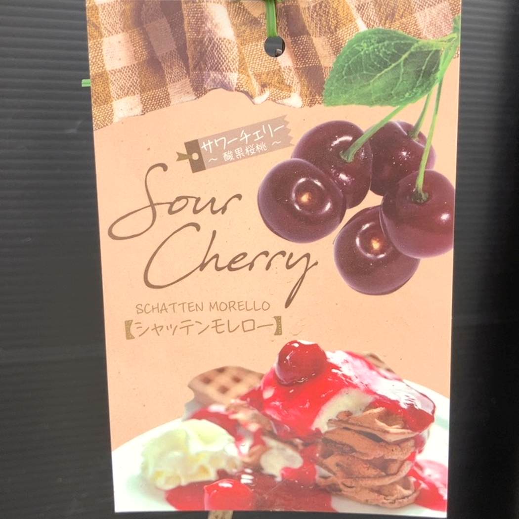 サワーチェリー 酸果桜桃 シャッテンモレロー 4.5号｜果樹10-TU | 果樹