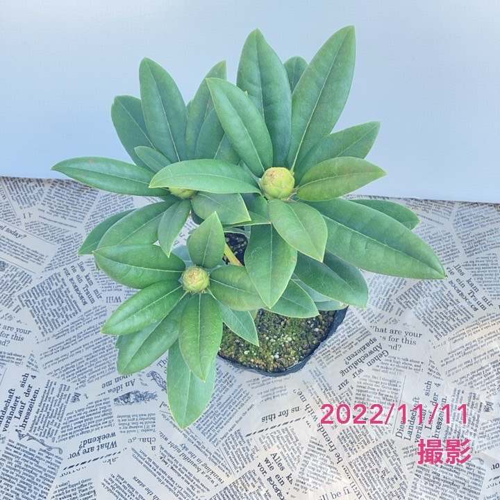 シャクナゲ スーパーローディー 5号 サクラシフォン|花木01-D1