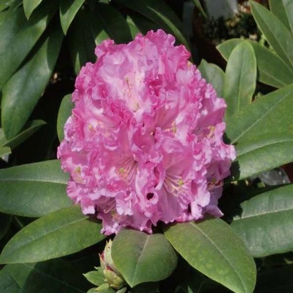 シャクナゲ スーパーローディー 5号 サクラシフォン|花木01-D1