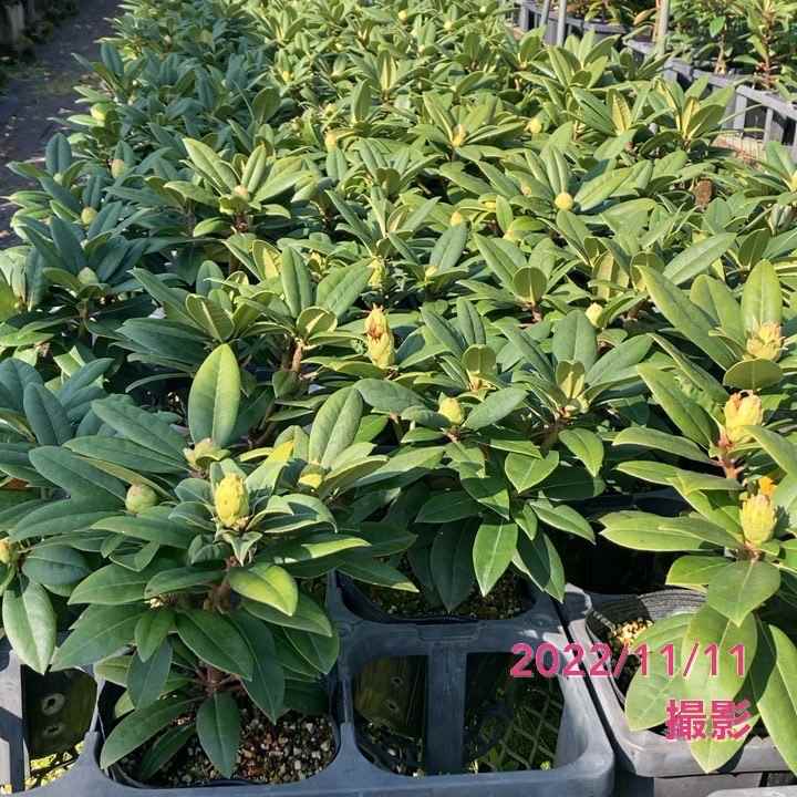 シャクナゲ スーパーローディー 5号 サクラシフォン|花木01-D1