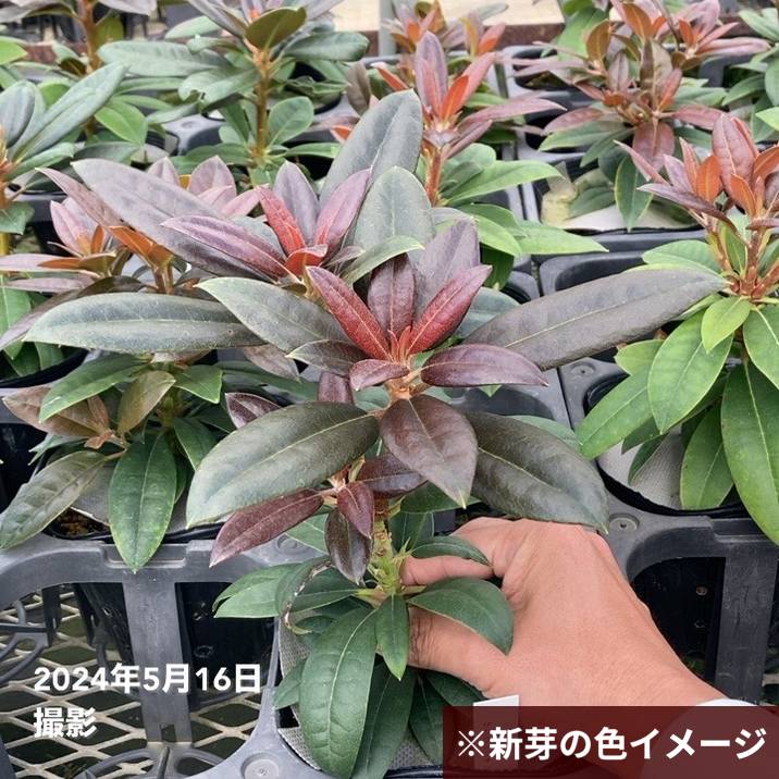 シャクナゲ スーパーローディー 5号 サクラシフォン|花木01-D1