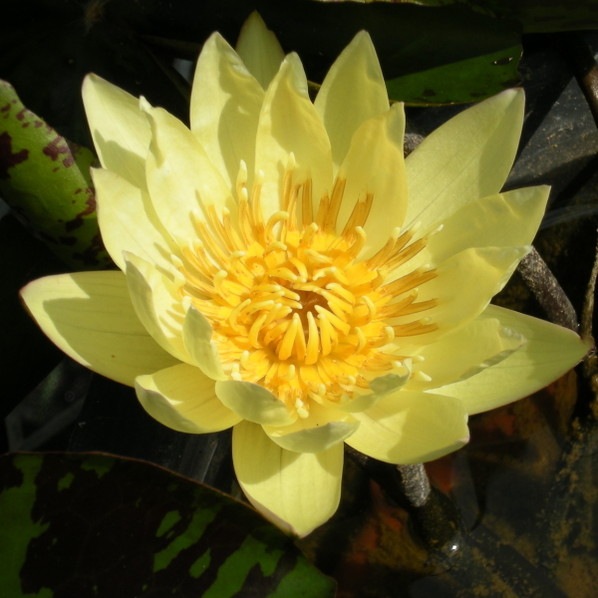 花の音ポイント10倍 熱帯スイレン 7号 カーラズサンシャイン 赤塚植物園自社農場 熱帯スイレン 赤塚植物園オンライン 花の音