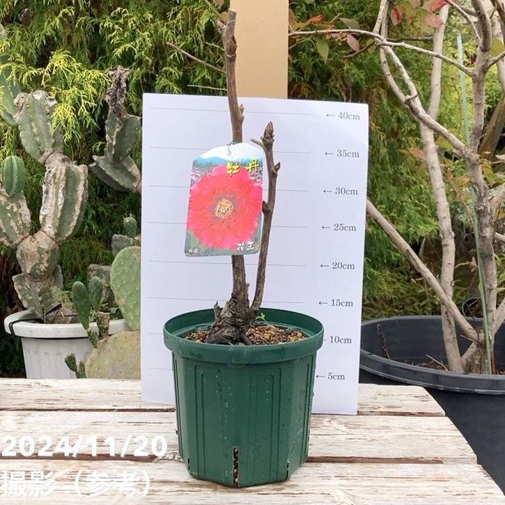 牡丹 6号 花王｜花木04-PA | 花木・庭木 | 赤塚植物園オンライン 花の