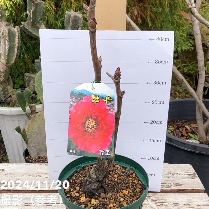 牡丹 6号 花王｜花木04-PA | 花木・庭木 | 赤塚植物園オンライン 花の