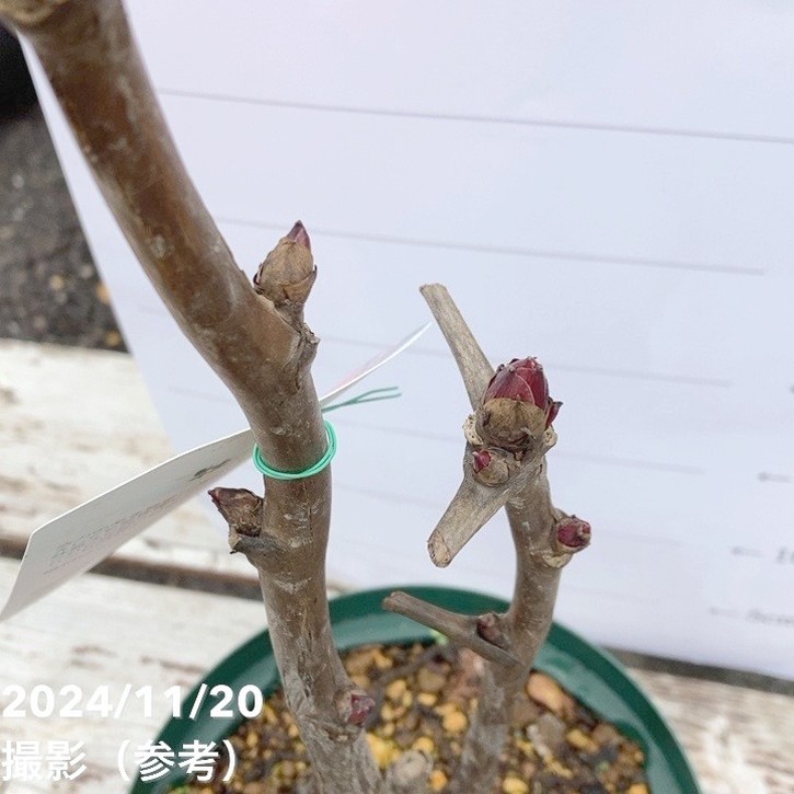 牡丹 6号 花王｜花木04-PA | 花木・庭木 | 赤塚植物園オンライン 花の