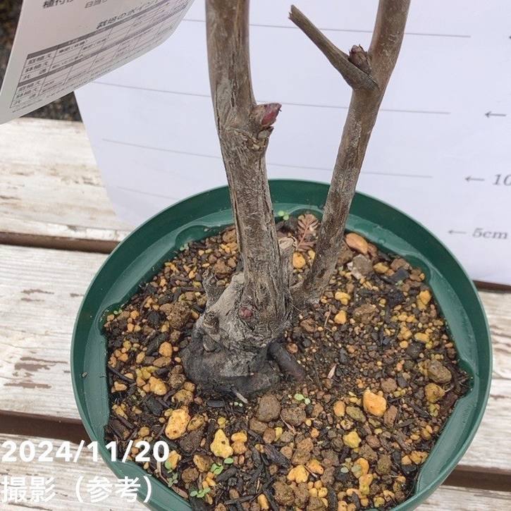 牡丹 6号 花王｜花木04-PA | 花木・庭木 | 赤塚植物園オンライン 花の