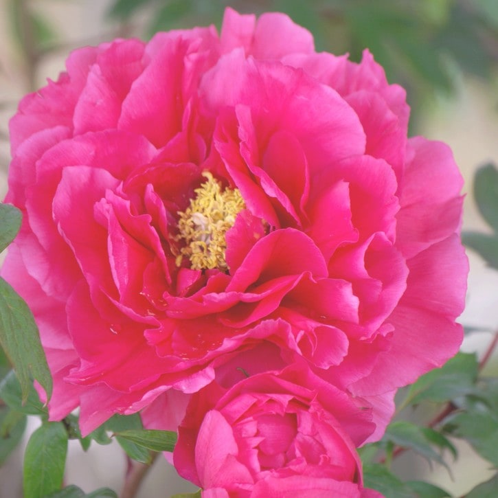 牡丹 6号 花王｜花木04-PA | 花木・庭木 | 赤塚植物園オンライン 花の