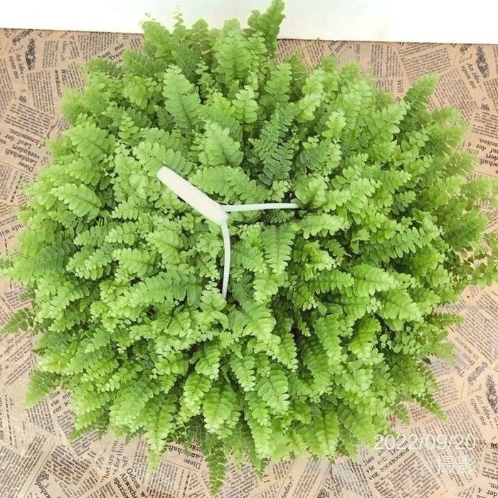 ボストンファーン 6号 吊り鉢｜観葉10-TU | 観葉・多肉 | 赤塚植物園