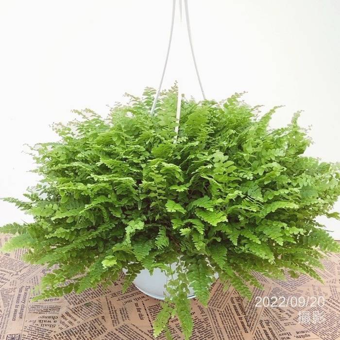 ボストンファーン 6号 吊り鉢｜観葉10-TU | 観葉・多肉 | 赤塚植物園