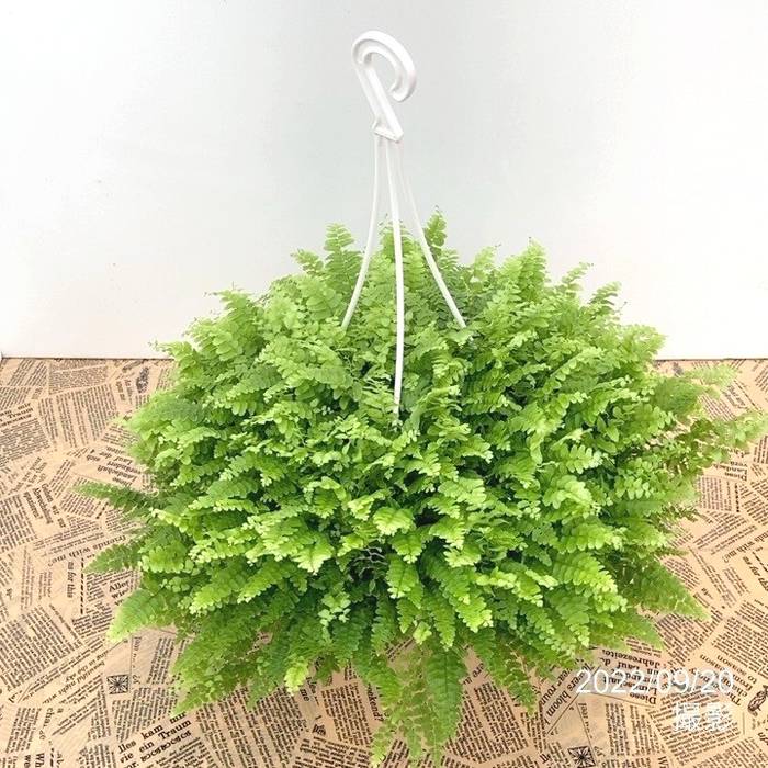 岡山 2日間限定価格 引き取り限定 特大 シダ ボストンファーン 観葉植物 f44f454e1f7e6c77576527d64467ba