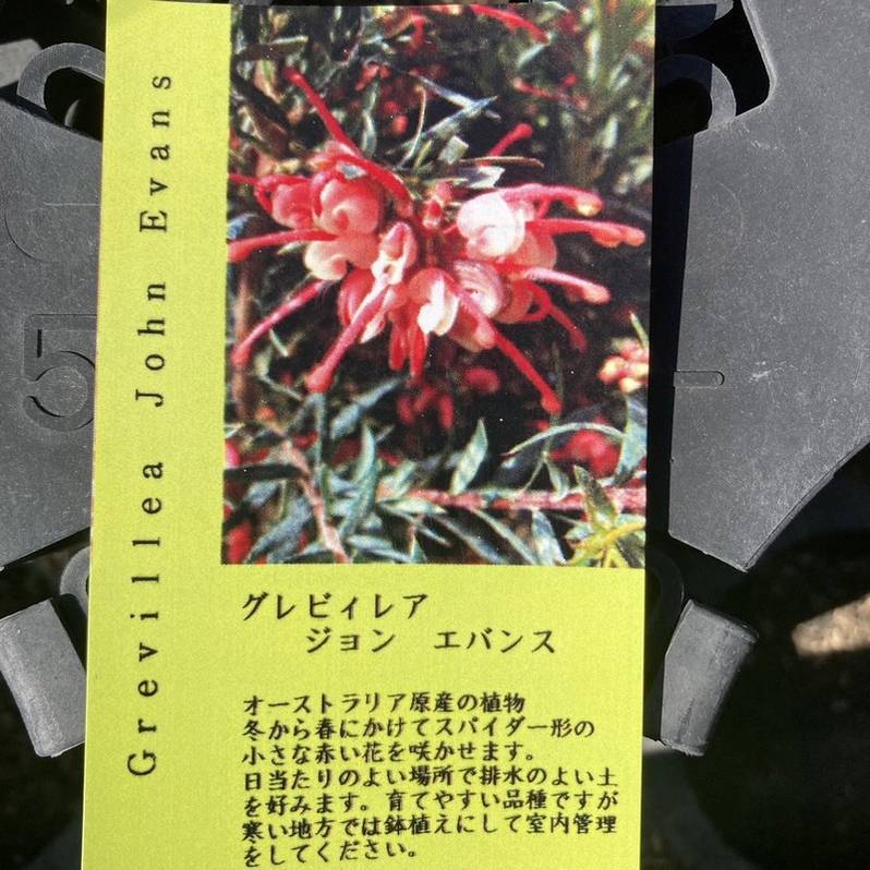 グレビレア ジョンエバンス 8号 ※お届けに10日程度かかる場合がござい