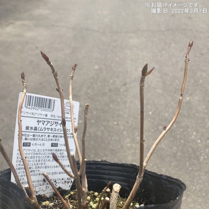 ヤマアジサイ 4号 土佐の霧雨 トサノキリサメ（22）｜草花01-D1 | 赤塚