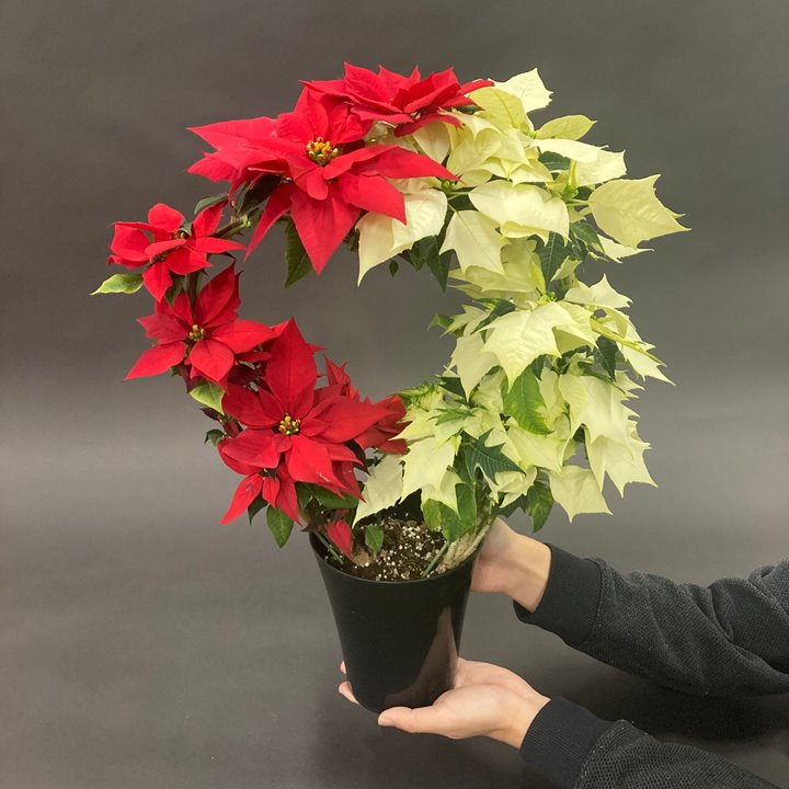 数量限定 ポインセチア紅白 ハート型仕立て 10鉢花 ギフト 鉢花 観葉ギフト 赤塚植物園オンライン 花の音