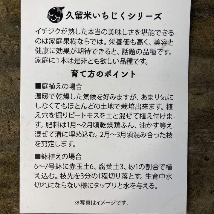 イチジク 久留米くろみつ(R)4号|果樹04-PA