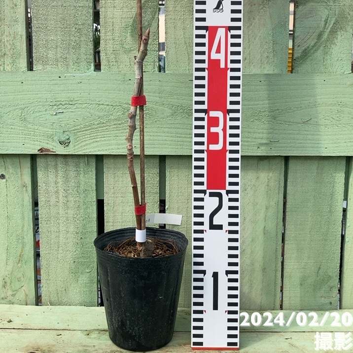 イチジク 久留米くろみつ(R)4号|果樹04-PA