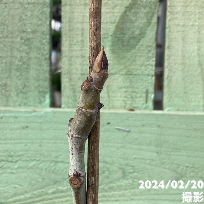 イチジク 久留米くろみつ(R)4号|果樹04-PA