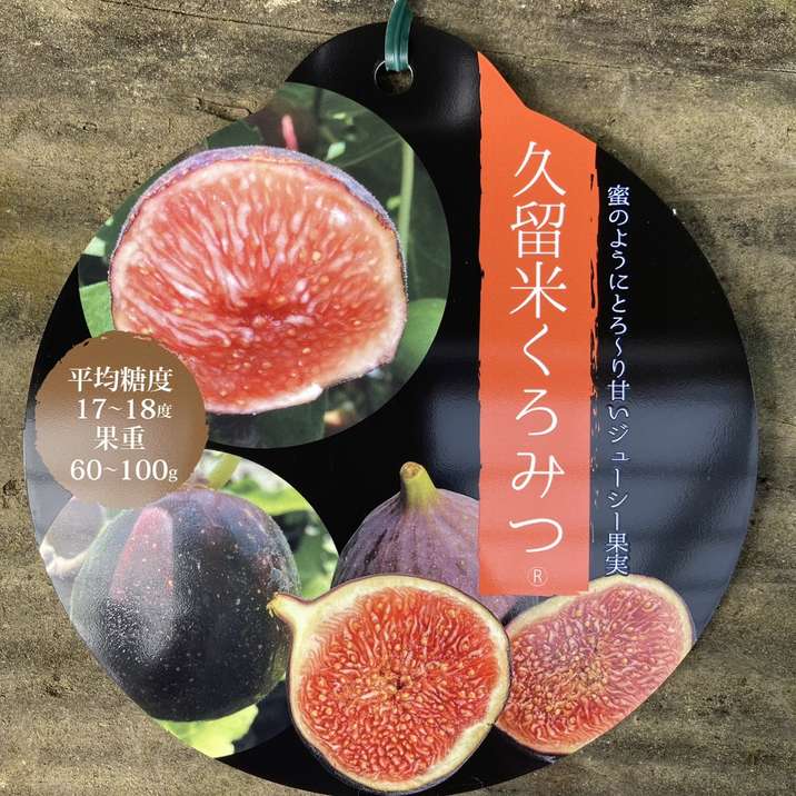 イチジク 久留米くろみつ(R)4号|果樹04-PA