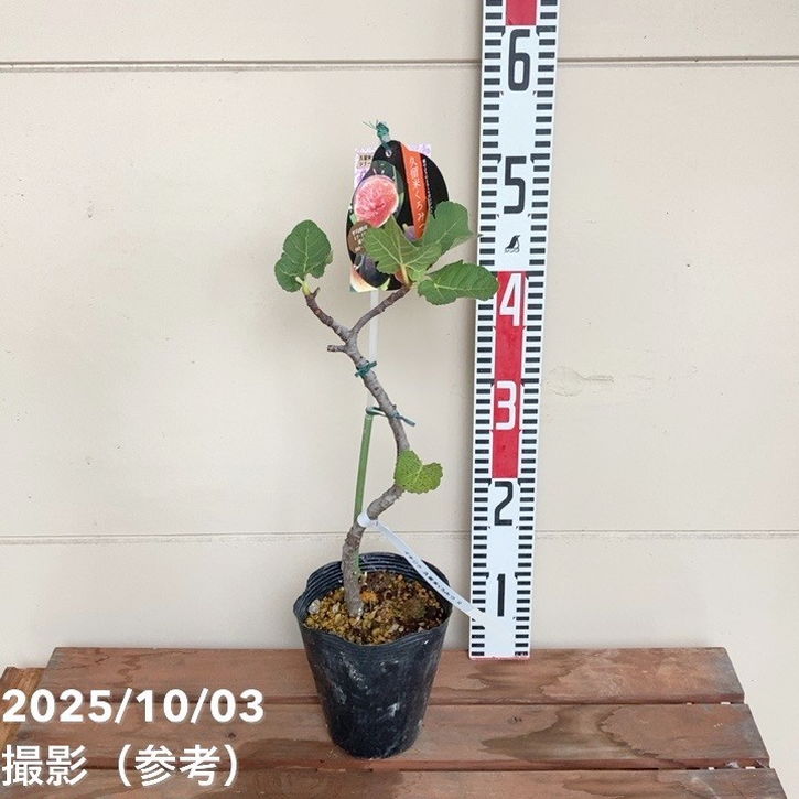 イチジク 久留米くろみつ(R)4号|果樹04-PA