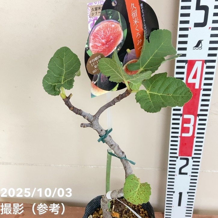 イチジク 久留米くろみつ(R)4号|果樹04-PA