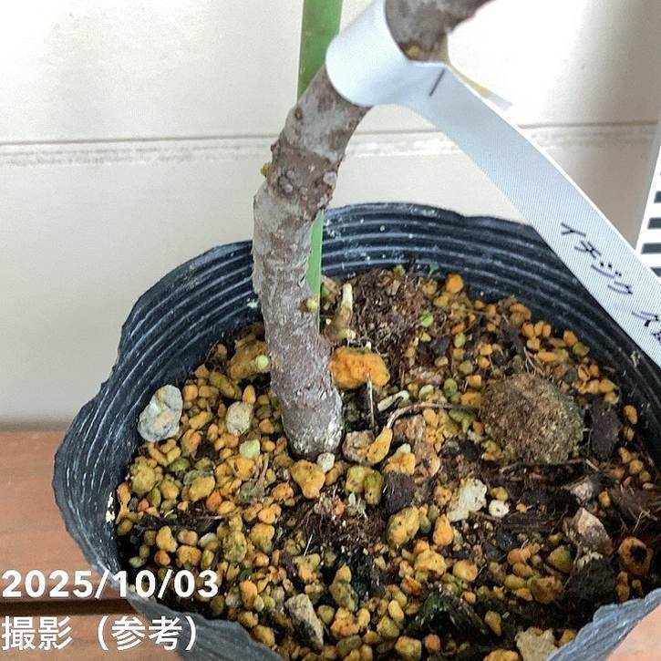 イチジク 久留米くろみつ(R)4号|果樹04-PA