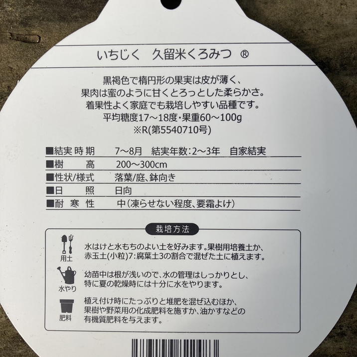 イチジク 久留米くろみつ(R)4号|果樹04-PA