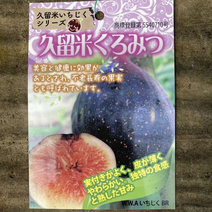 イチジク 久留米くろみつ(R)4号|果樹04-PA