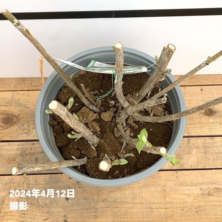 大株＞アメリカあじさい アナベル ジャンボ 7号 PVP｜花木10-TU | 花木