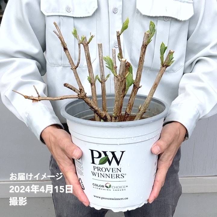 大株＞アメリカあじさい アナベル ジャンボ 7号 PVP｜花木10-TU | 花木