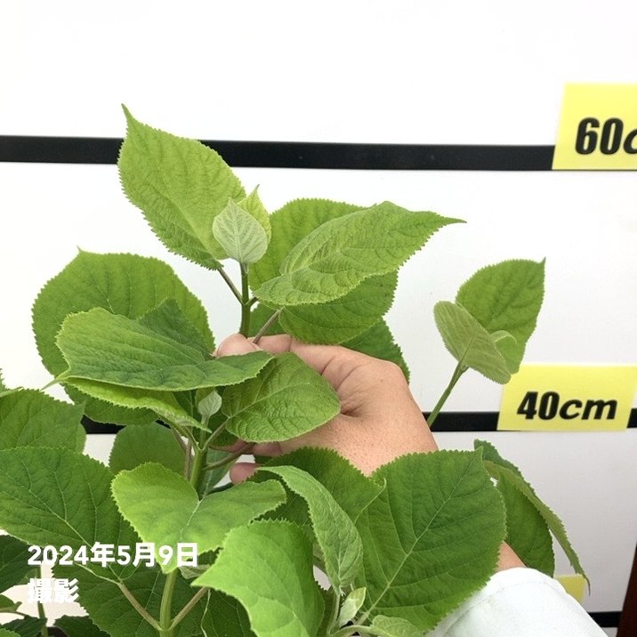 大株＞アメリカあじさい アナベル ジャンボ 7号 PVP｜花木10-TU | 花木