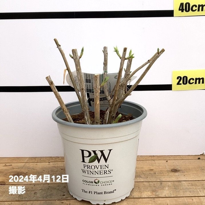 大株＞アメリカあじさい アナベル ジャンボ 7号 PVP｜花木10-TU | 花木