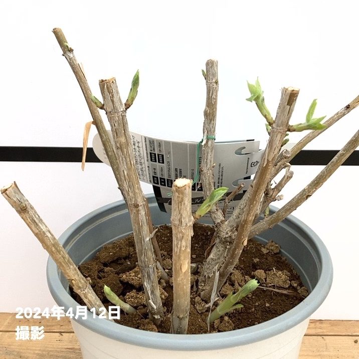 大株＞アメリカあじさい アナベル ジャンボ 7号 PVP｜花木10-TU | 花木