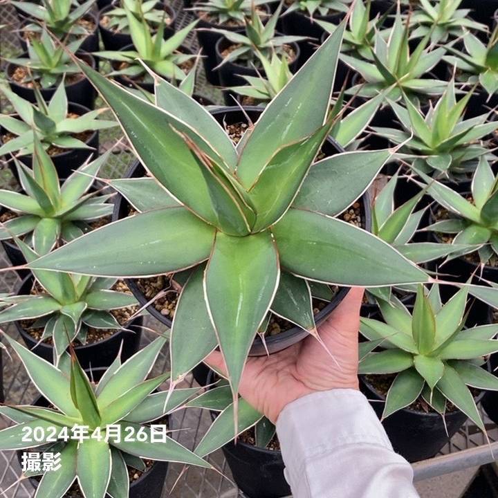 アガベ 5号 インプレッサ・インプレッシブ impressa Impressiv｜観葉01