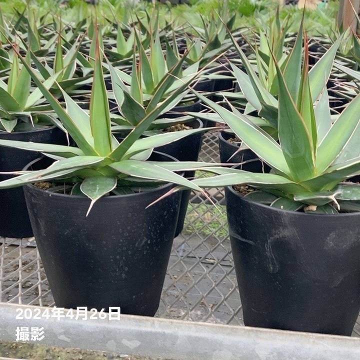 アガベ 5号 インプレッサ・インプレッシブ impressa Impressiv｜観葉01