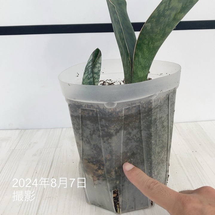 現品お届け】サンスベリア 5号 マッソニアナ（3枚葉）ネガミエル透明