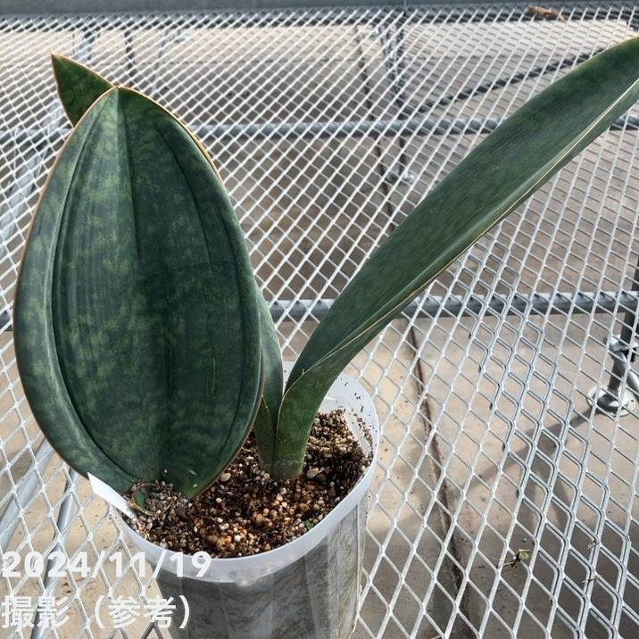 期間限定10％OFF！】【現品お届け】サンスベリア 5号 マッソニアナ（3