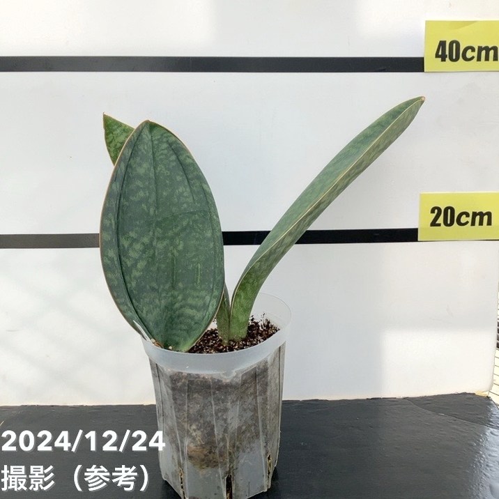 現品お届け】サンスベリア 5号 マッソニアナ（3枚葉）ネガミエル透明