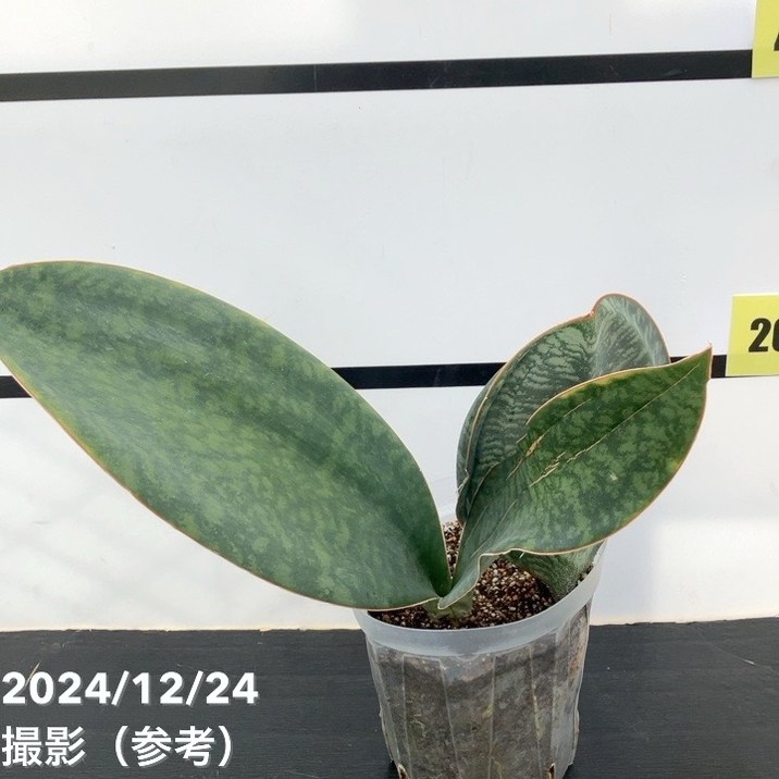 現品お届け】サンスベリア 5号 マッソニアナ（3枚葉）ネガミエル透明