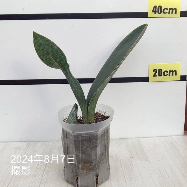 サンスベリア　カルフォルニア　② 期間限定10％OFF！】サンスベリア 3.5号 フォックス fox プラ鉢｜観葉