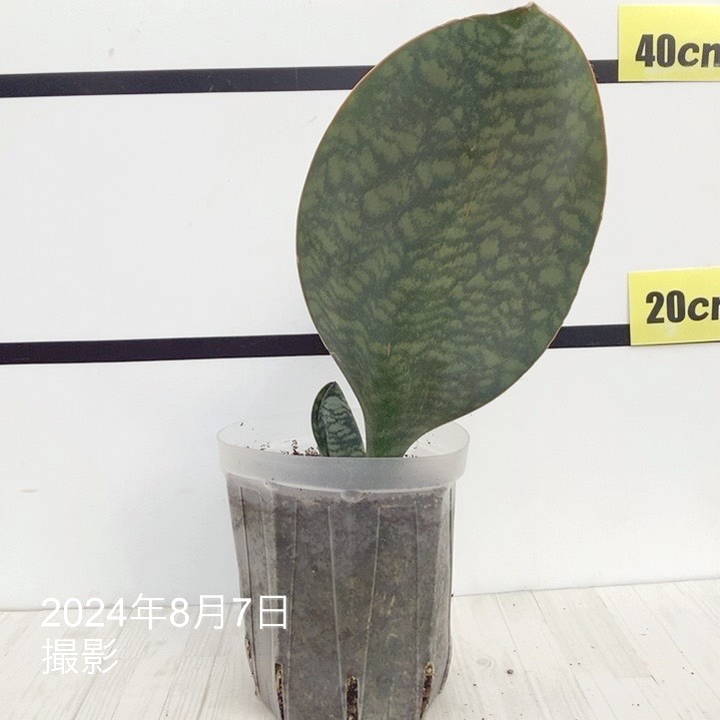 現品お届け】サンスベリア 5号 マッソニアナ（3枚葉）ネガミエル透明