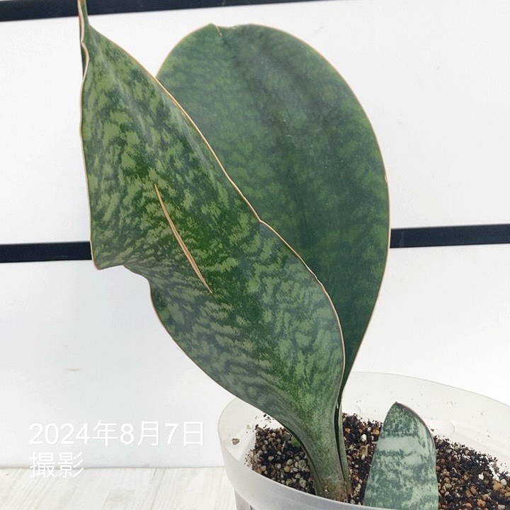 現品お届け】サンスベリア 5号 マッソニアナ（3枚葉）ネガミエル透明