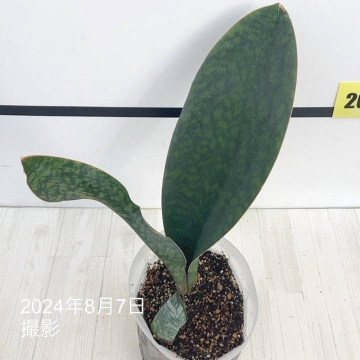 現品お届け】サンスベリア 5号 マッソニアナ（3枚葉）ネガミエル透明