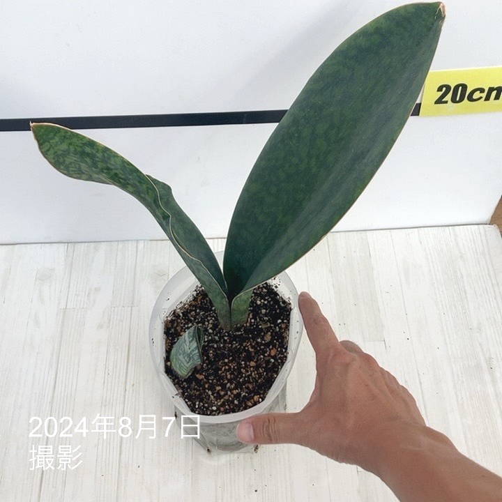 サンスベリア　カルフォルニア　② 期間限定10％OFF！】サンスベリア 3.5号 フォックス fox プラ鉢｜観葉